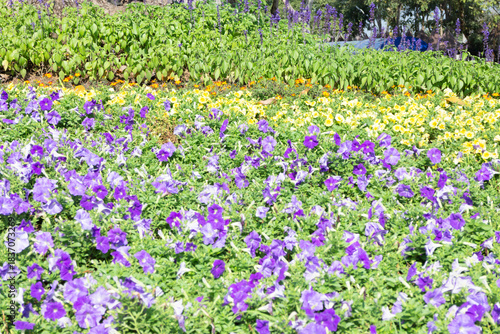 Variety plant decorate in landscaped garden,thailand