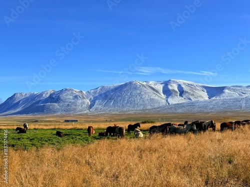 Icelandic Horses in the Open Landscape of Iceland, Showing Riding Culture and Natural Rural Scenery