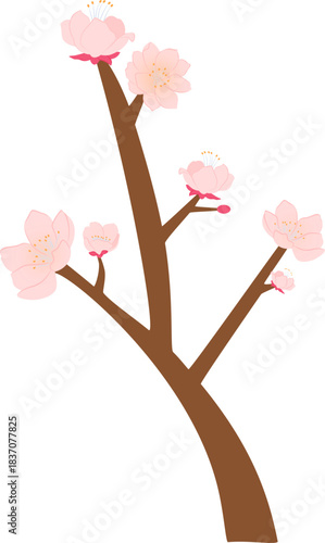 cherry blossom branch