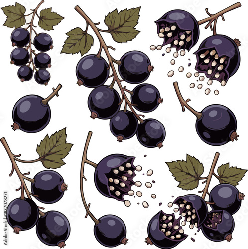 Create a kinds of deferent Black currants in motion vector art with white background.