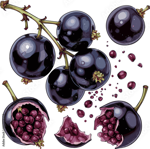 Create a kinds of deferent Black currants in motion vector art with white background.