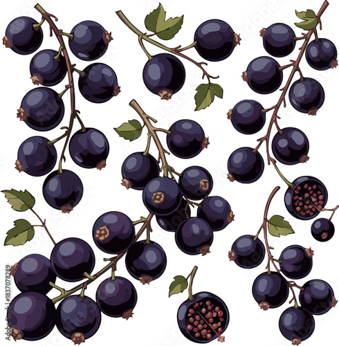 Create a kinds of deferent Black currants in motion vector art with white background.