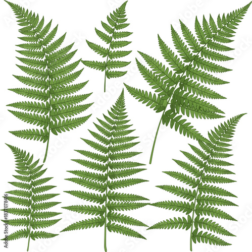 Create a kinds of deferent fresh green natural fern leaf vector art with white background..