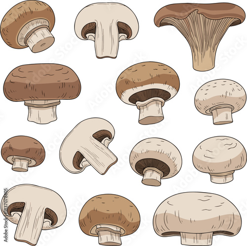 Create a kinds of deferent natural button mushroom vector art with white background.