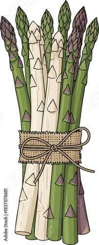 Create a kinds of deferent natural Asparagus tied with burlap twine vector art with white background.