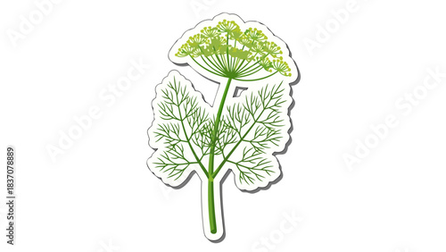 A Detailed Green Dill Plant With Lacy Leaves And A Large Flower Head Against A Black Background Isolated With White Outline And Subtle Shadow