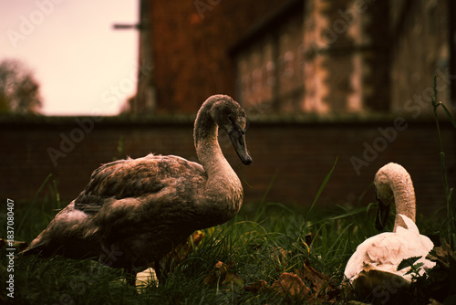 Zwischen den feuchten Grashalmen, mitten im sanften Grau eines frühen Wintertages, ruhen zwei junge Schwäne wie ein leises Gedicht. Der eine noch vom Werden geprägt, grau wie ein unausgesprochener Ged