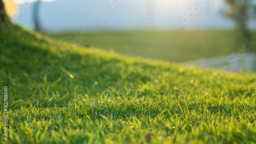 Fototapeta Naklejka Na Ścianę i Meble -  Fresh green grass in morning sunlight with soft bokeh and natural outdoor feeling