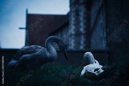 Zwischen den feuchten Grashalmen, mitten im sanften Grau eines frühen Wintertages, ruhen zwei junge Schwäne wie ein leises Gedicht. Der eine noch vom Werden geprägt, grau wie ein unausgesprochener Ged