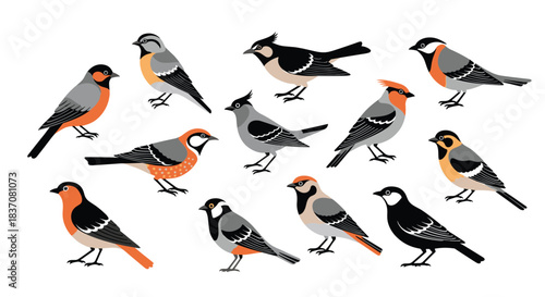 Beautiful collection of various colorful songbirds and wild birds illustrated in a charming graphic style isolated on a white background.