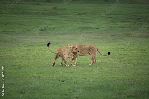 Lion cubs ( Panthera Leo Leo) playing, Shamwari Private Game Reserve, South Africa.
