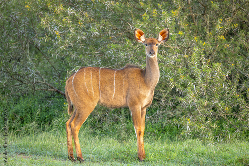 A female greater kudu ( Tragelaphus Strepsiceros) in beautiful morning light, Shamwari Private Game Reserve, South Africa.