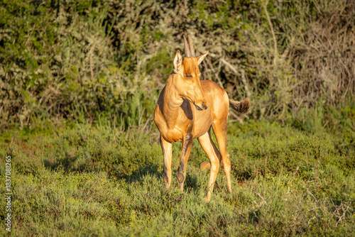 Red Hartebeest (Alcelaphus buselaphus), Shamwari Private Game Reserve, South Africa.