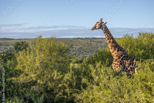 A south african giraffe ( Giraffa Camelopardalis), Shamwari Private Game Reserve, South Africa.