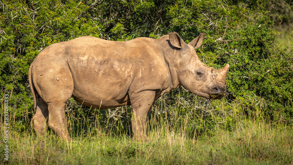 Fototapeta premium White rhinoceros calf (Ceratotherium simum), Shamwari Private Game Reserve, South Africa.