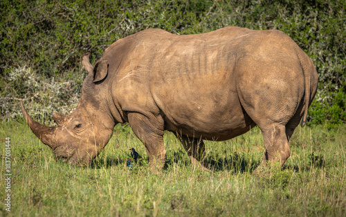 A female white rhinoceros (Ceratotherium simum), Shamwari Private Game Reserve, South Africa.