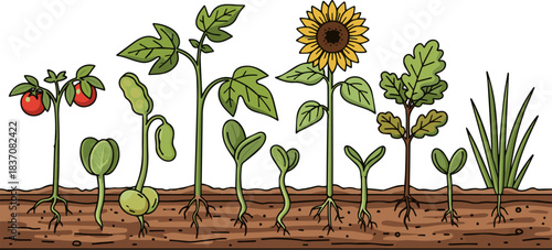Create a kinds of deferent young seedling plant growing from soil vector art with white background..
