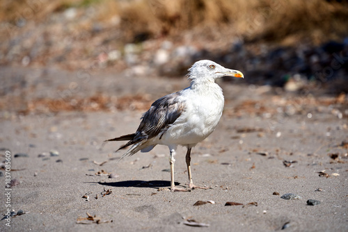 Fototapeta Naklejka Na Ścianę i Meble -  Seagull sitting on a sandy beach on the island of Lesbos