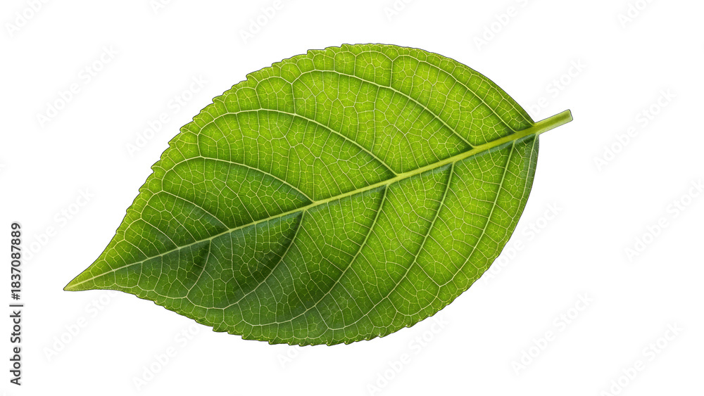 Obraz premium Green Leaf Isolated on White Background