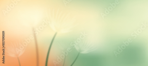Floral spring gradient background with soft tones, white dandelion flowers and a light green backdrop. abstract blurred leaf inspired scene with a gentle gradient mesh illustration.