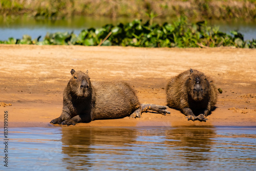A sweet pair of capybaras rest on a riverside beach of Pantanal wetlands, Brazil