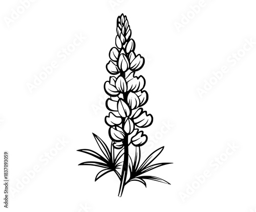 Elegant Black White Lupine Illustration | Clean, isolated vector art for creative projects.