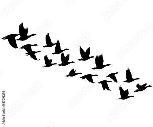 Migratory flock black white birds flight | Clean, isolated vector art for creative projects.