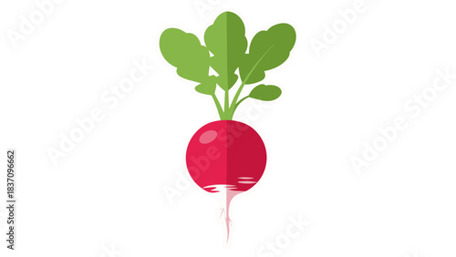 Bright Pink Radish With Vibrant Green Leaves On A Simple Black Background Isolated Root Vegetable Healthy Food Organic Produce Farm Fresh Ingredient