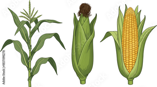 Three stages of corn growth from flowering plant to harvest-ready ear with husk and exposed yellow kernels for agriculture use.