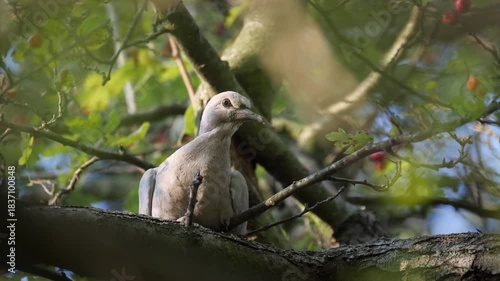 Dove perched quietly on a sunlit tree branch.
