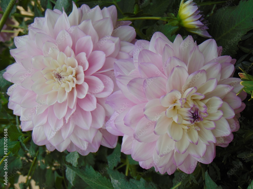 Obraz premium Flor Rosa