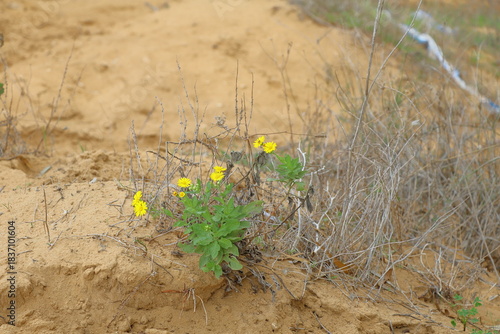yellow flowers on the sand in the wild, closeup of photo