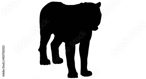Silhouette of a large feline predator, possibly a tiger or a bear, shown in black against a stark, viewed from the rear threequarter angle, emphasizing its powerful stance and form