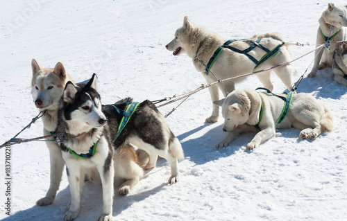 Husky dogs on ski resort Pamporovo in the Rhodopes mountains in Bulgaria