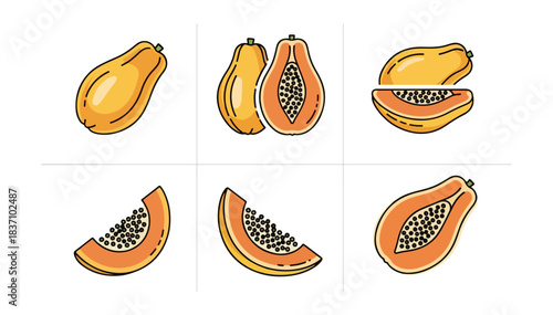 Papaya fruit illustrations whole sliced and cross sectional views