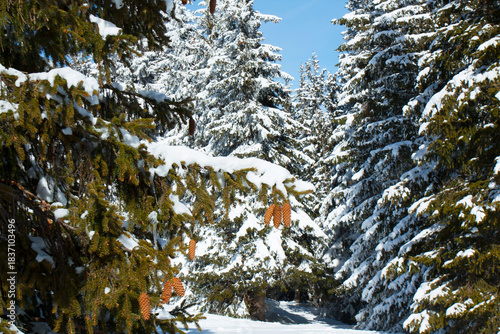 Ski resort Pamporovo in the Rhodopes mountaines in Bulgaria