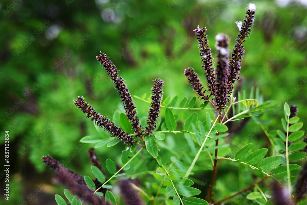 Fototapeta premium amorpha fruticosa