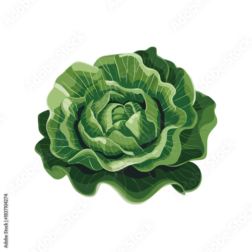 Fresh green lettuce head with ruffled leaves a healthy vegetable for salads isolated on white background