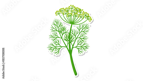 Close Up Detailed View of a Fresh Green Dill Plant Showing its Feathery Leaves and Delicate Yellow Flowers Against a Stark Black Background in Studio Lighting