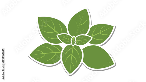 Close Up of a Green Basil Plant with Visible Leaf Veins and White Outline Isolated on a Black Background