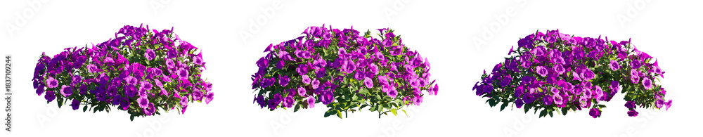 Fototapeta premium Petunia Hybrida purple flower plant isolated PNG on a transparent background premium nature cutout