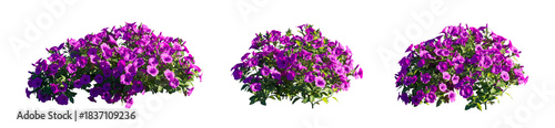 Foto Petunia Hybrida purple flower plant isolated PNG on a transparent background pre