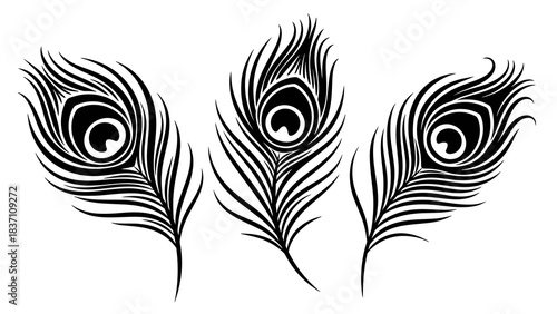 Peacock feather vector illustration black and white.