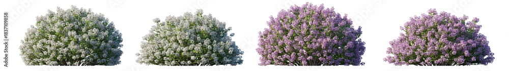 Obraz premium Syringa meyeri purple and white flowering shrub (Meyer, Dwarf lilac) isolated PNG on a transparent background premium cutout