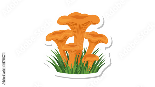 Cluster Of Vibrant Orange Chanterelle Mushrooms Growing In Lush Green Grass With A White Border On A Black Background