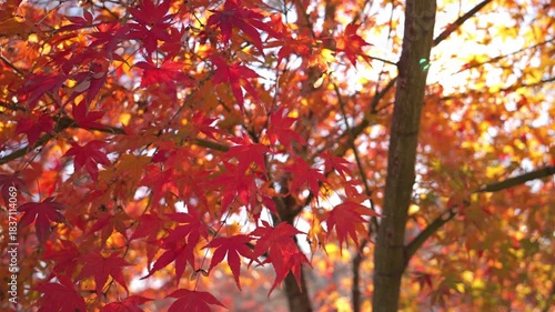 Japanese maple leave, autumn foliage, autumn scenery