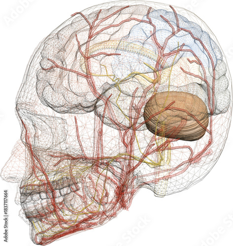 Human brain anatomy with detailed cerebral cortex, neural pathways, and muscle connections inside the head.