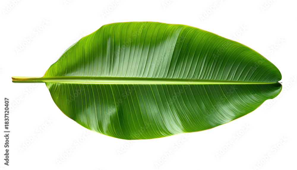 Fototapeta premium Shot Of A Vibrant Green Banana Leaf On Black Background For Tropical Designs And Botanical Illustrations Projects