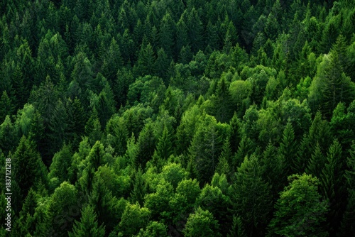 Dense green forest representing biodiversity and natural carbon capture. Sustainable forest management and environmental protection for a cleaner planet and climate balance. MZ