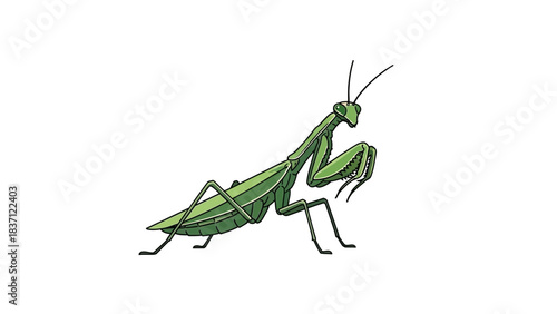 praying mantis isolated vector